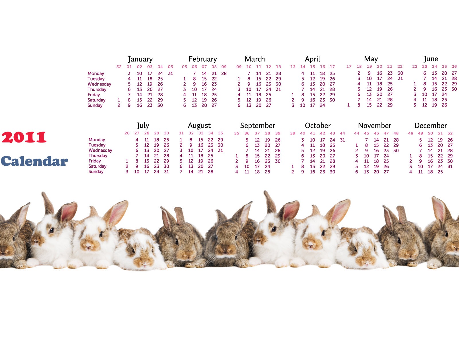 Année du papier peint Rabbit calendrier 2011 (1) #15 - 1600x1200