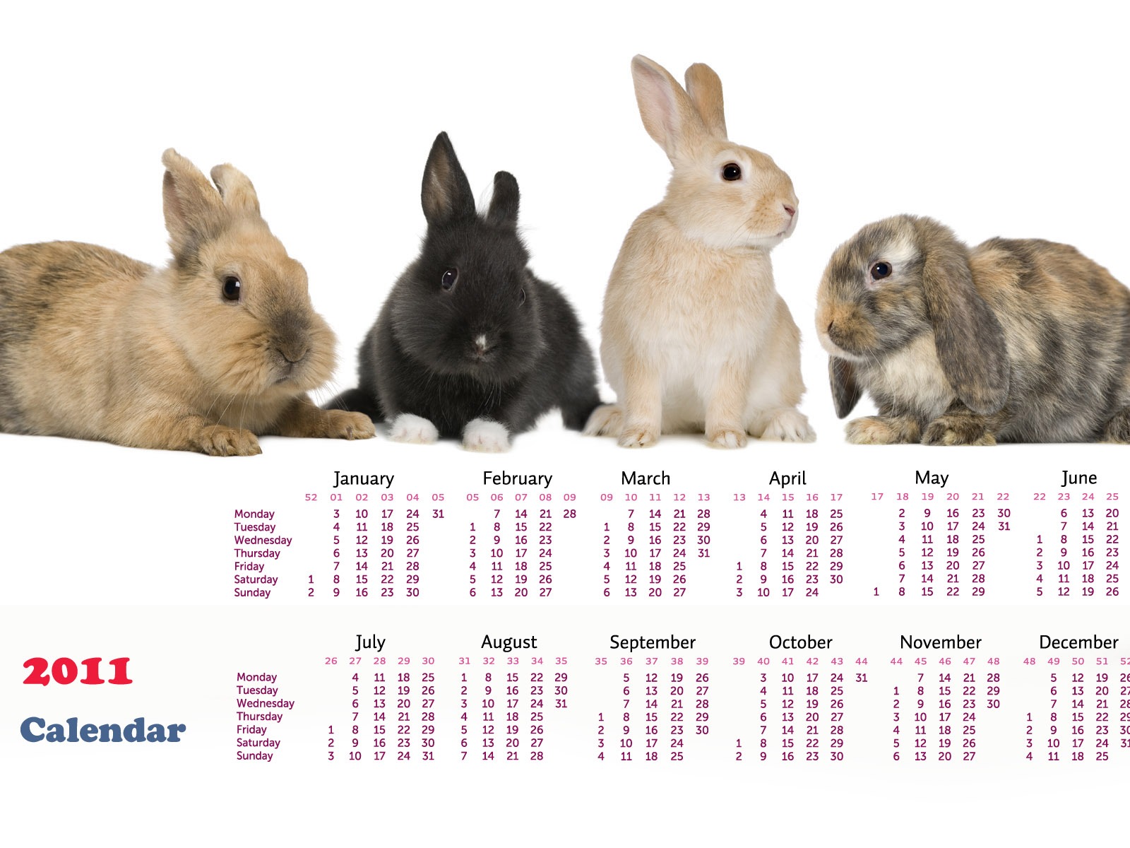 Año del Conejo fondos de escritorio calendario 2011 (1) #16 - 1600x1200