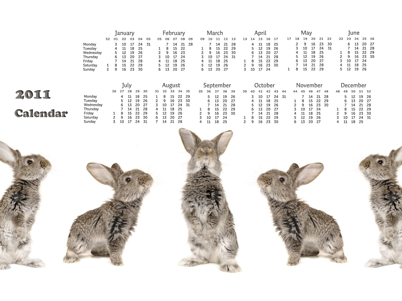 Année du papier peint Rabbit calendrier 2011 (1) #18 - 1600x1200