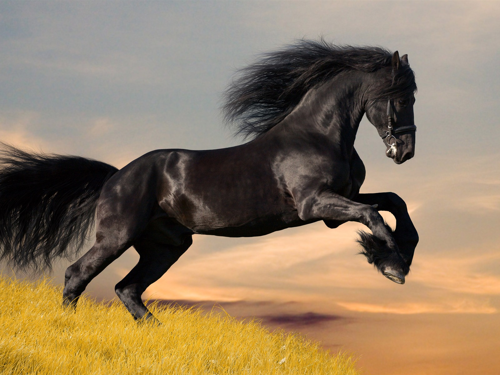 Супер лошадь фото обои (1) #7 - 1600x1200