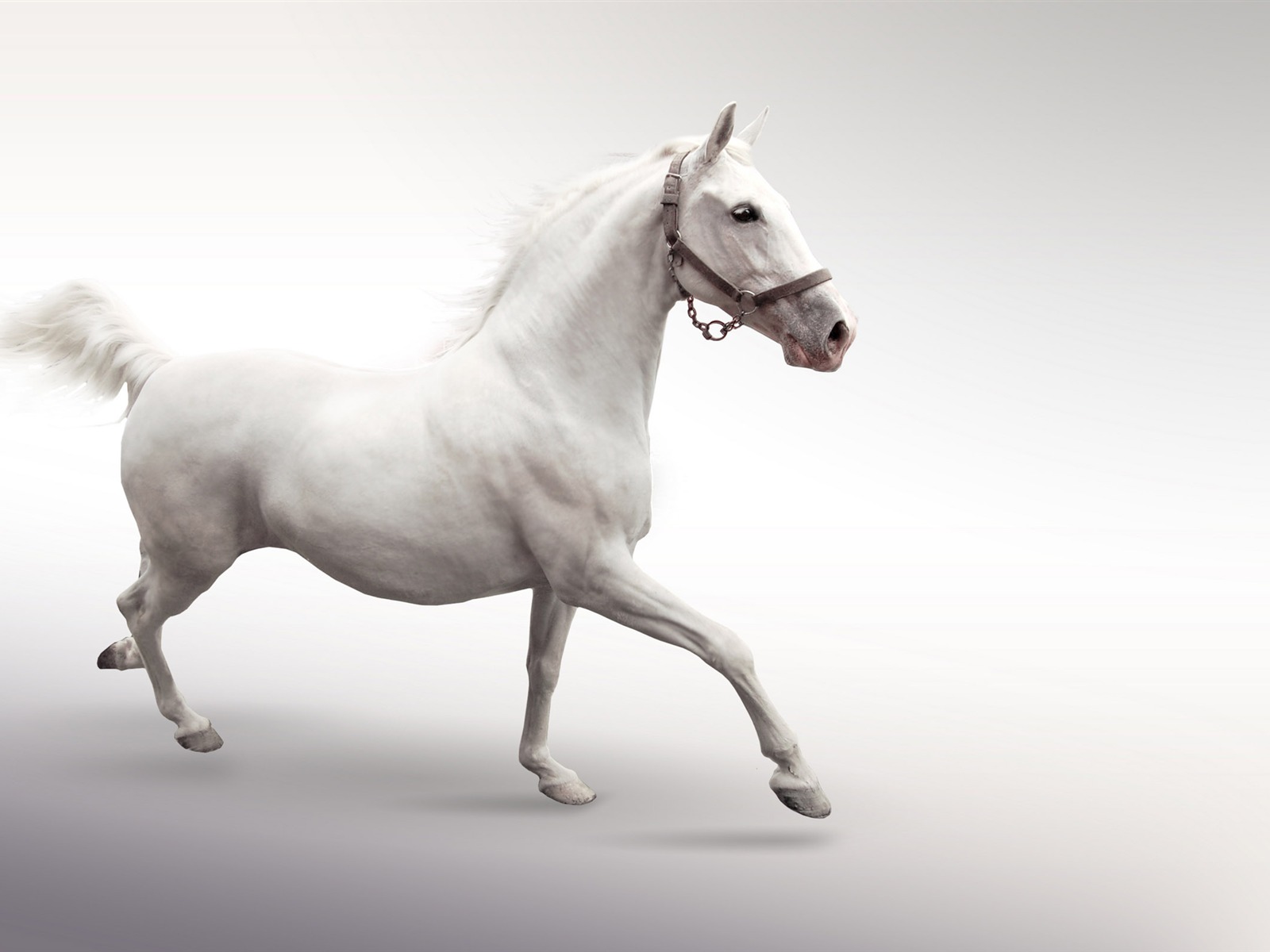 Супер лошадь фото обои (1) #15 - 1600x1200