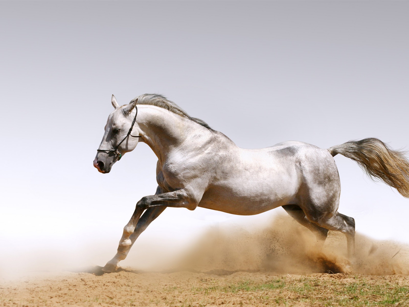 Супер лошадь фото обои (1) #17 - 1600x1200