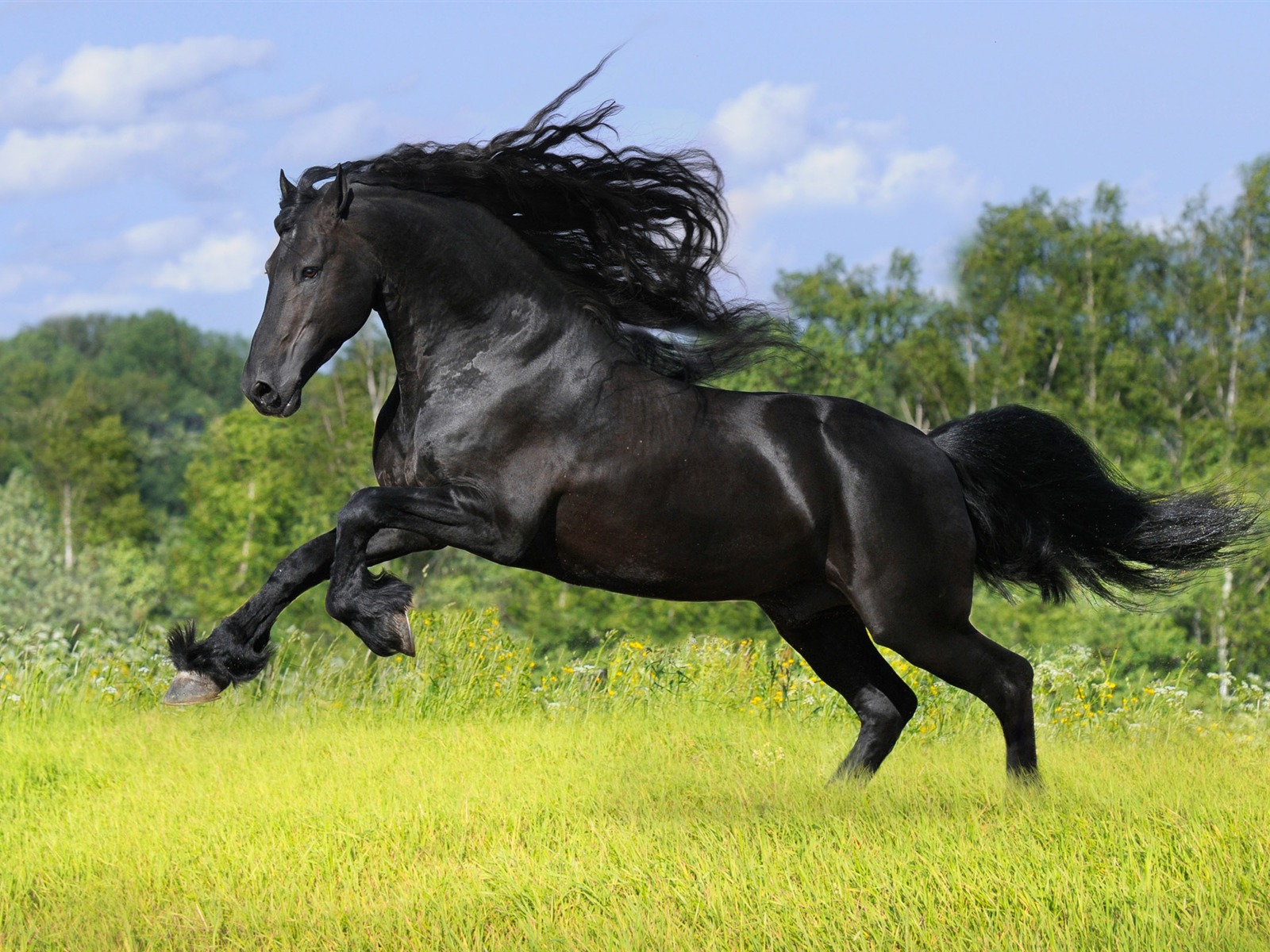 Супер лошадь фото обои (1) #20 - 1600x1200