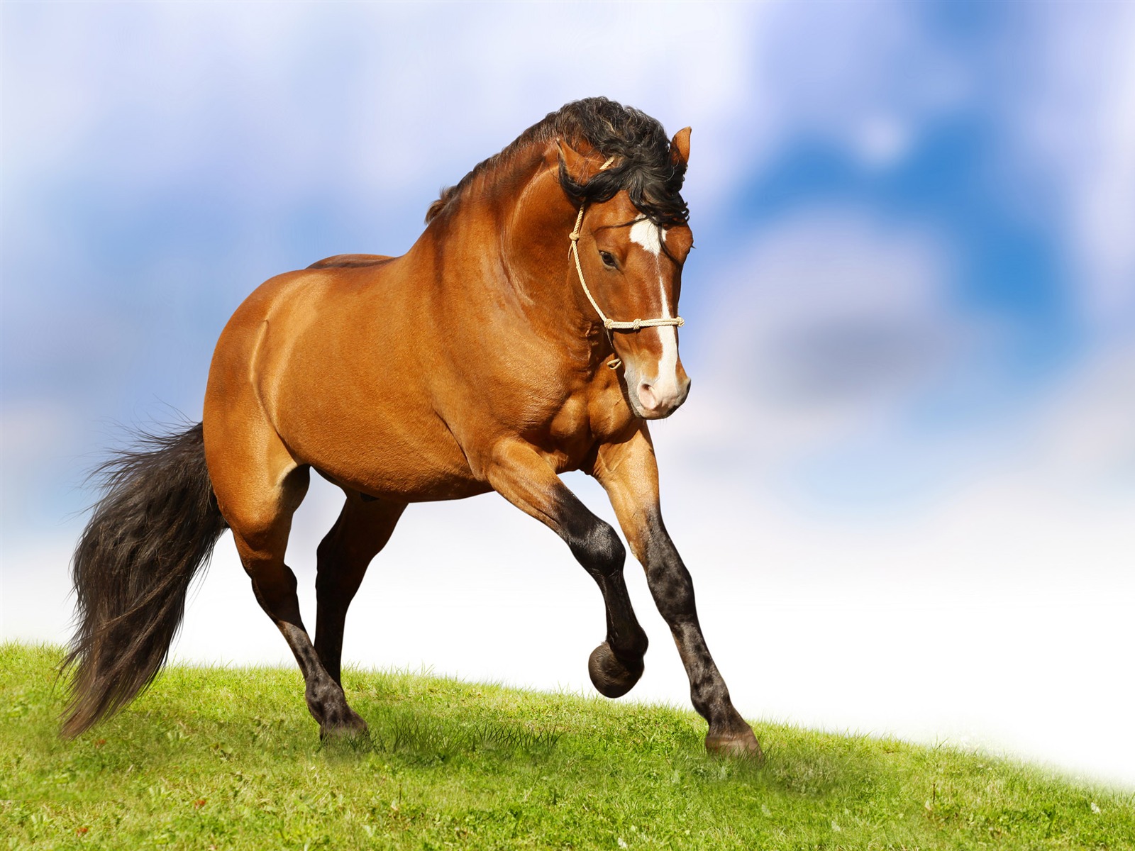 Супер лошадь фото обои (2) #1 - 1600x1200