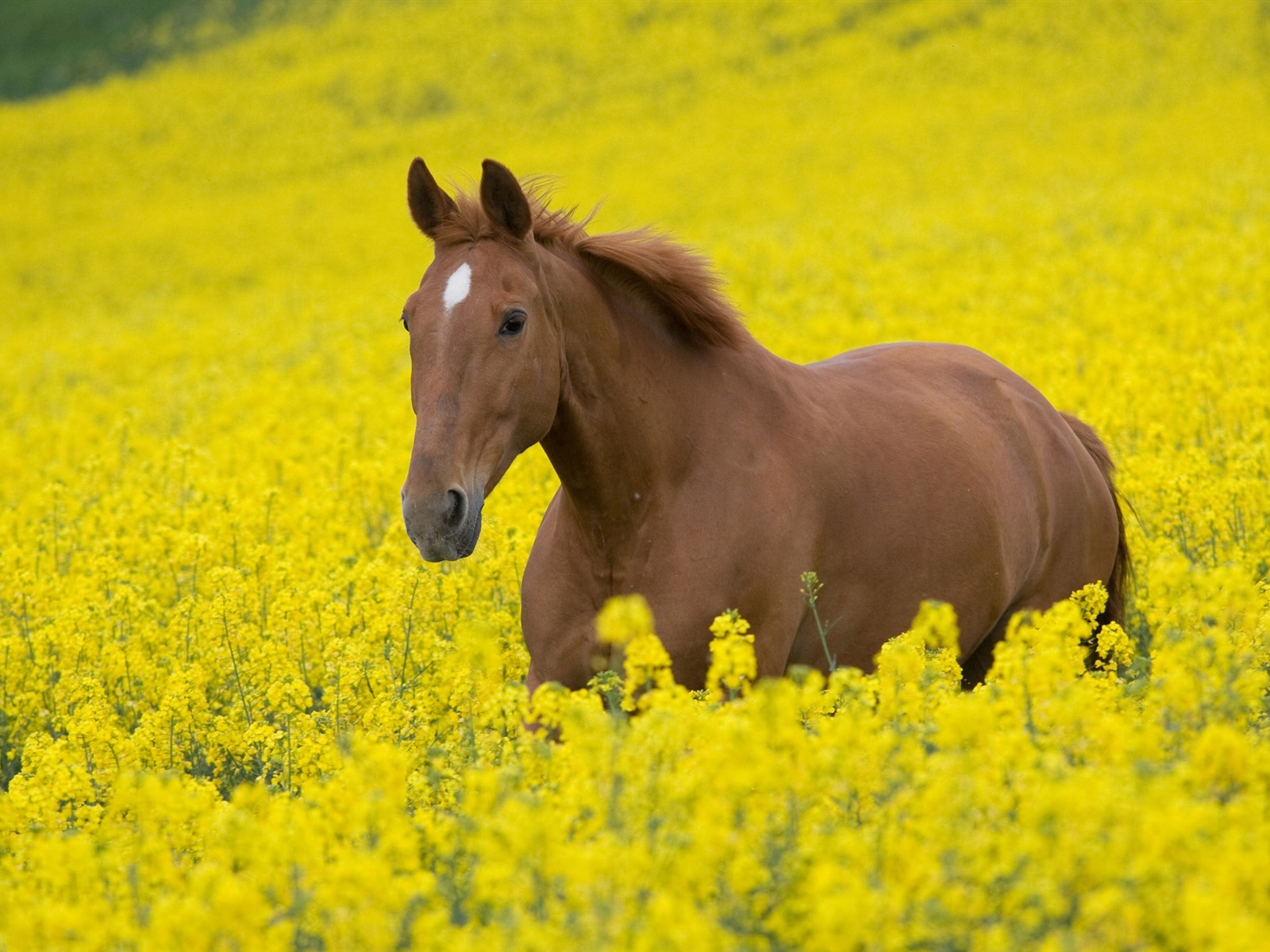 Супер лошадь фото обои (2) #3 - 1600x1200
