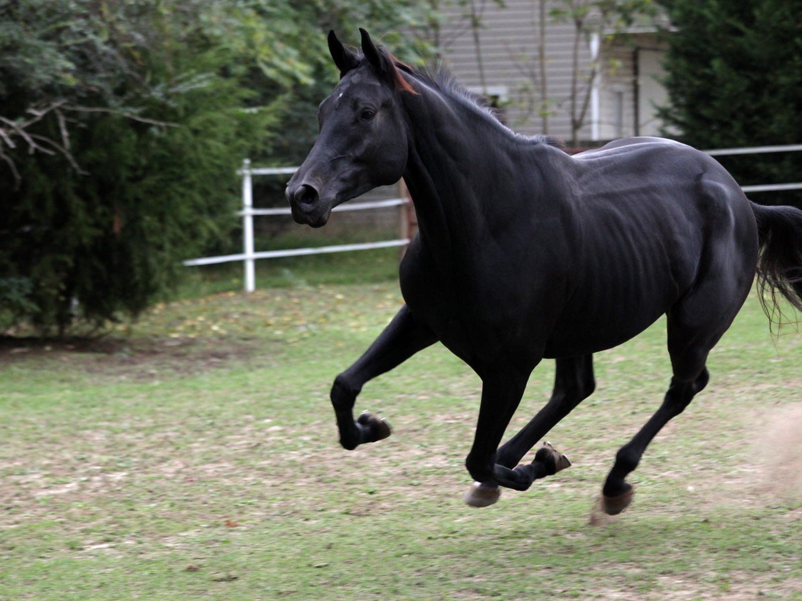 Супер лошадь фото обои (2) #4 - 1600x1200