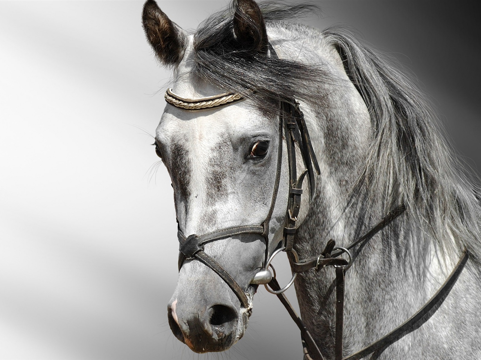 Супер лошадь фото обои (2) #9 - 1600x1200