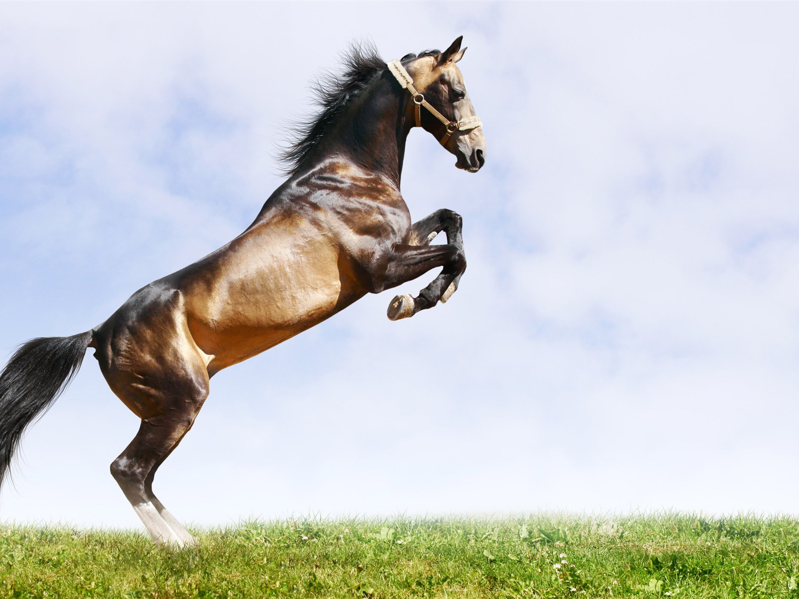 Супер лошадь фото обои (2) #15 - 1600x1200