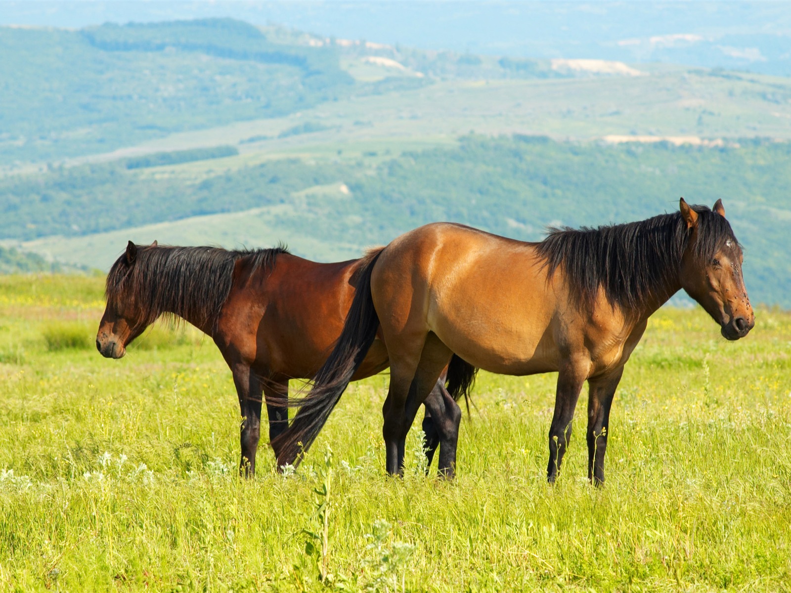 Супер лошадь фото обои (2) #16 - 1600x1200