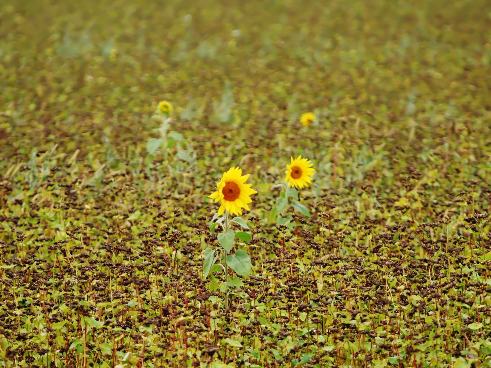 Paare von Blumen und grüne Blätter Tapete (2) #16 - 1600x1200