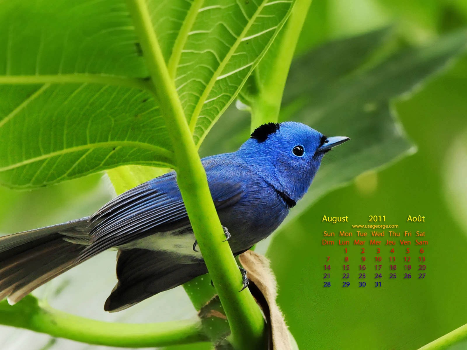 2011年8月カレンダー壁紙（1） #4 - 1600x1200