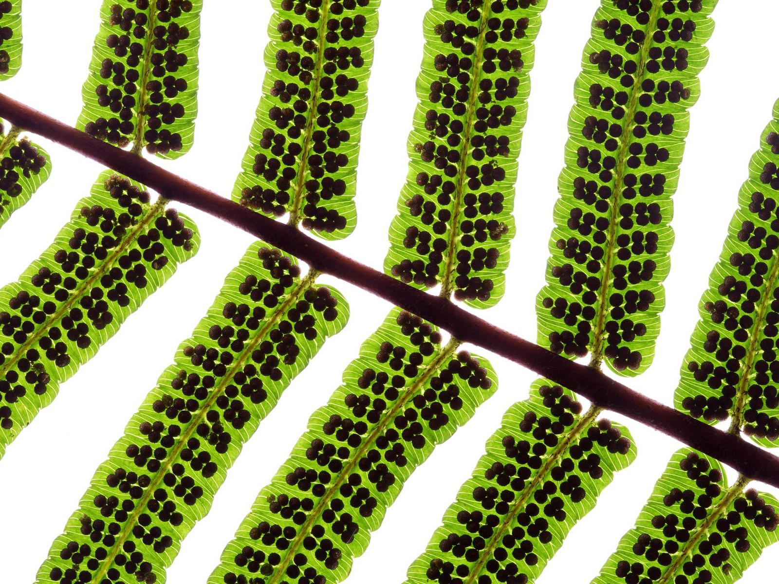 Les feuilles vertes fond d'écran #4 - 1600x1200