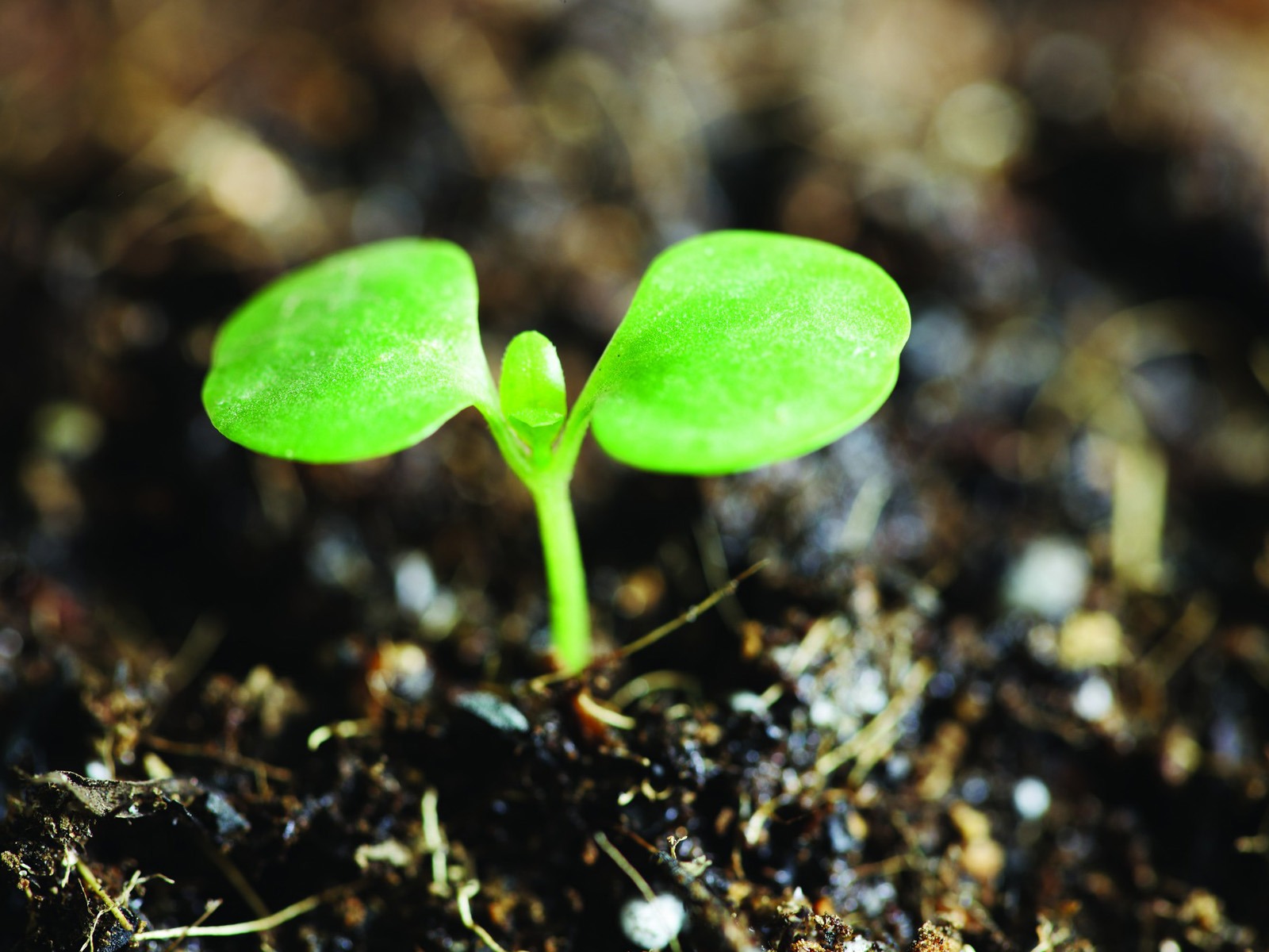 Green seedlings just sprouting HD wallpapers #10 - 1600x1200