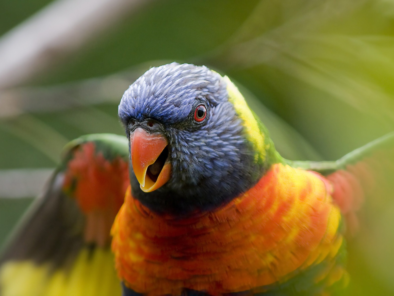 윈도우 7 배경 화면 : 아름다운 새들 #6 - 1600x1200