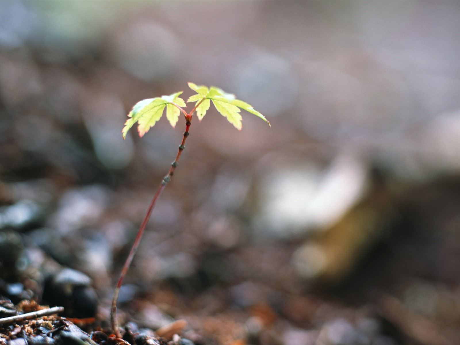 The fresh green shoots close-up wallpaper #5 - 1600x1200