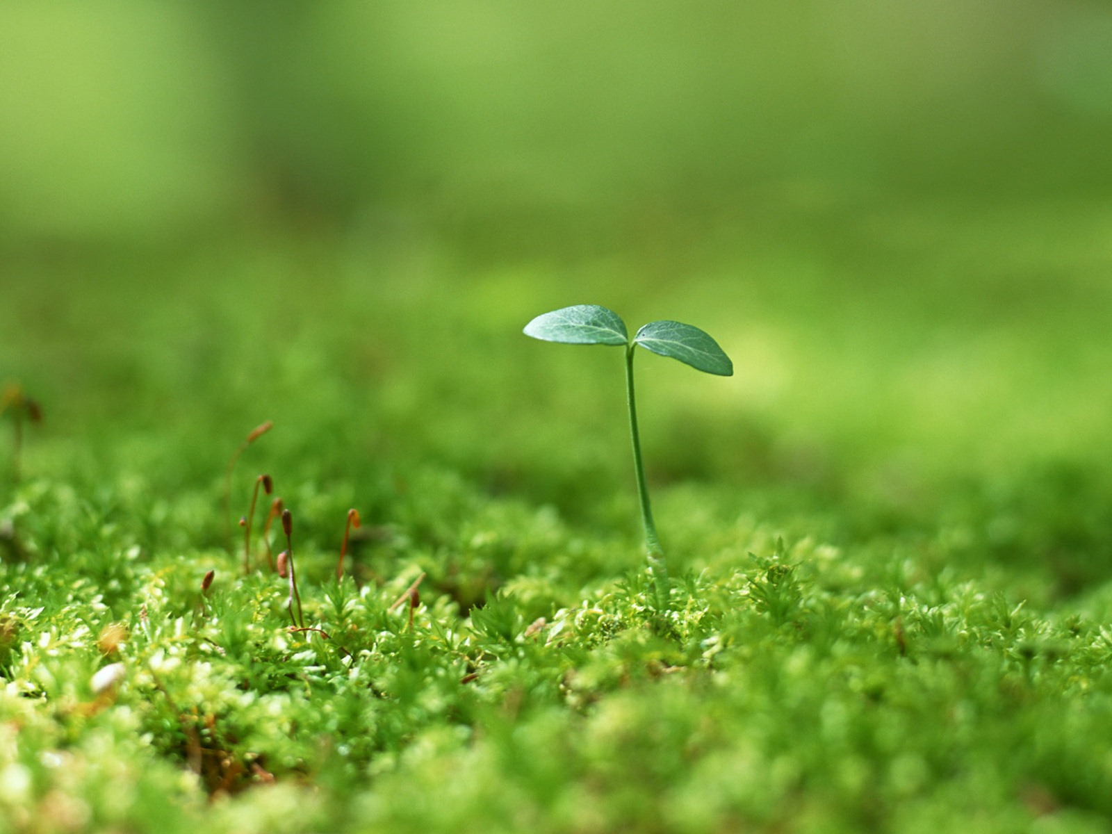 The fresh green shoots close-up wallpaper #26 - 1600x1200