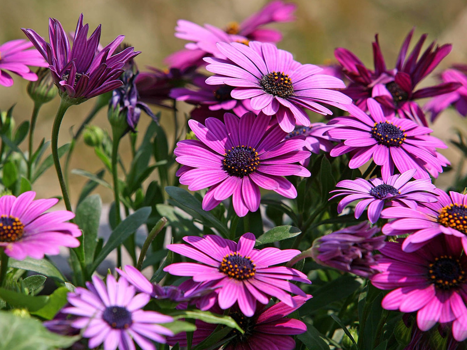 Hermosas flores de caléndula fondos de pantalla #1 - 1600x1200