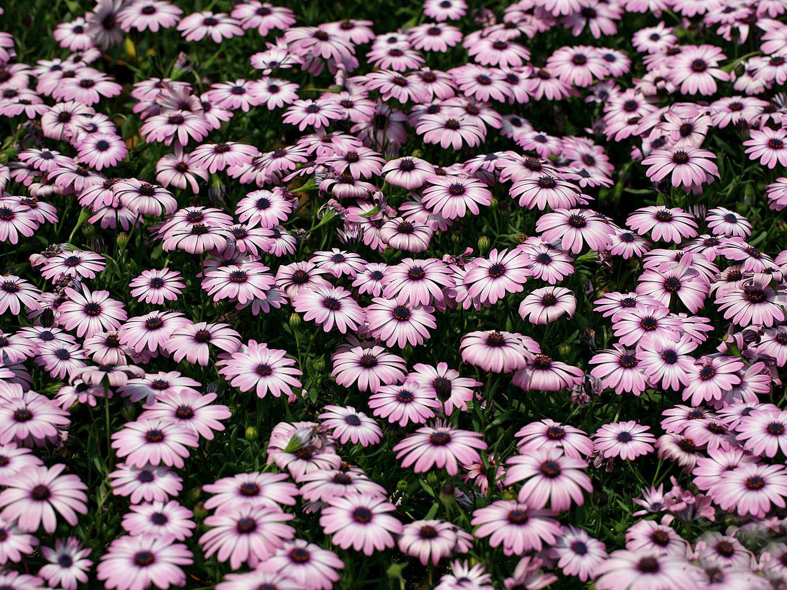 Schöne Blumen Ringelblume wallpapers #8 - 1600x1200