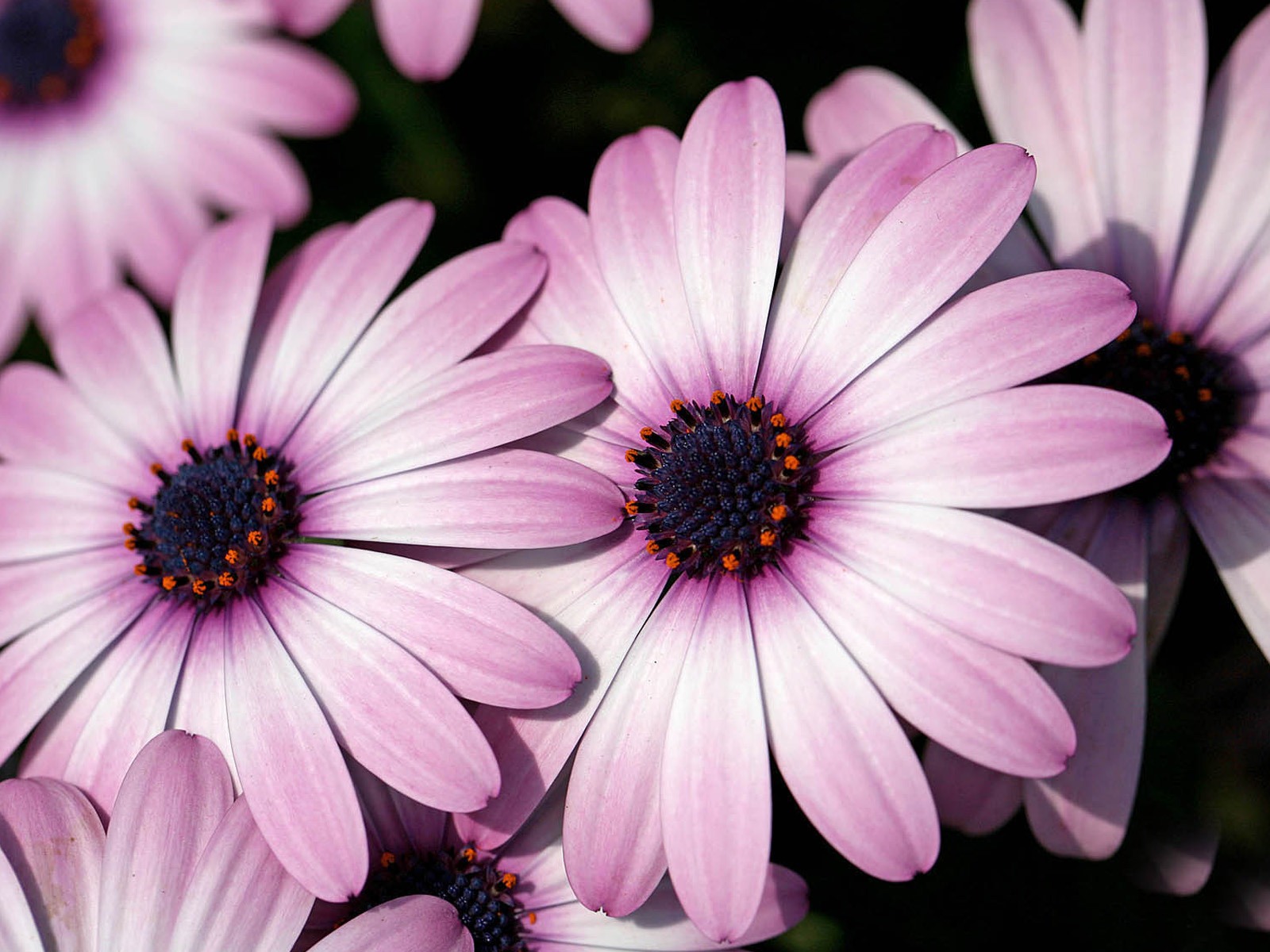 Hermosas flores de caléndula fondos de pantalla #19 - 1600x1200
