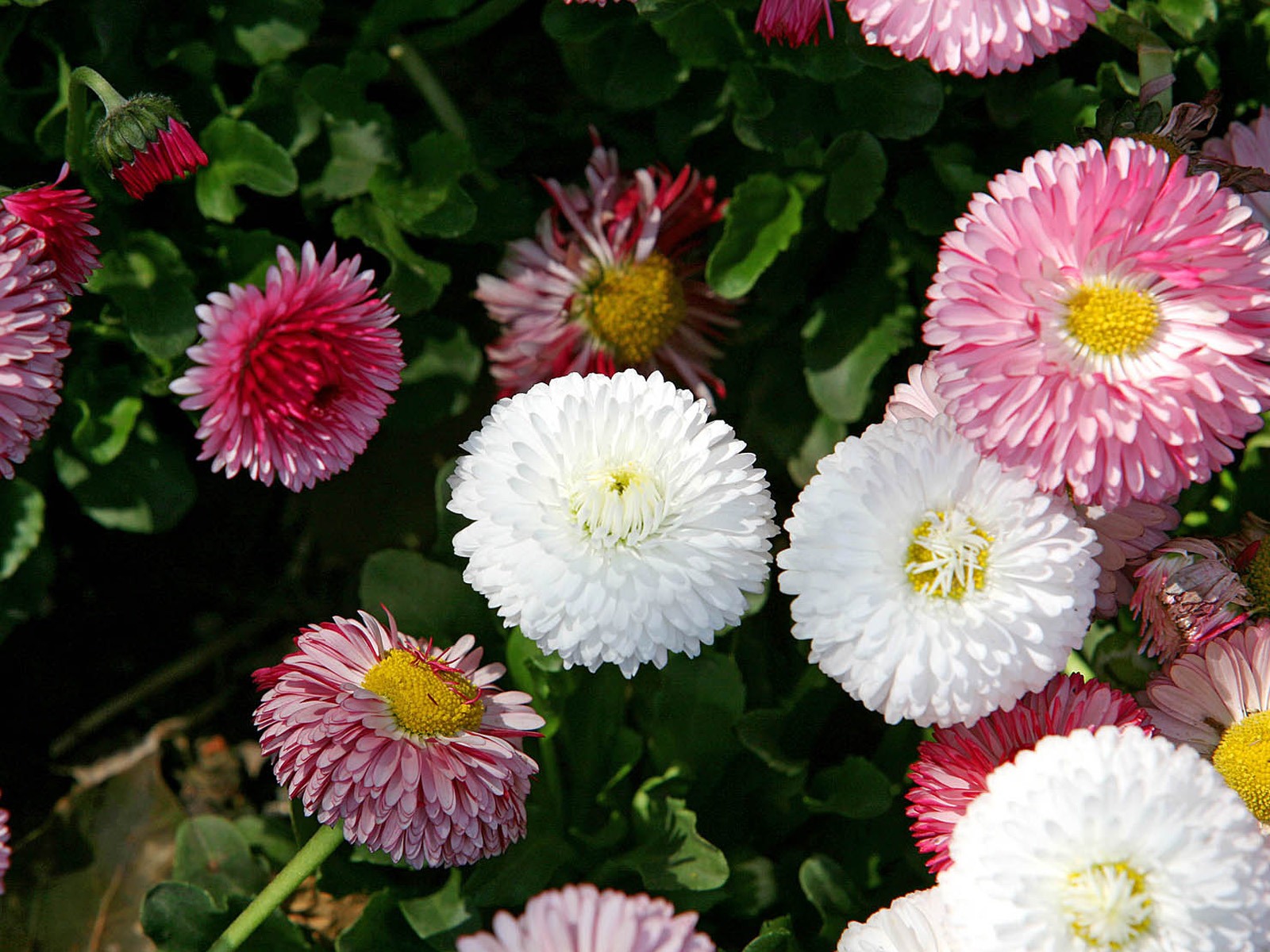 Sedmikrásky květiny close-up tapety HD #14 - 1600x1200
