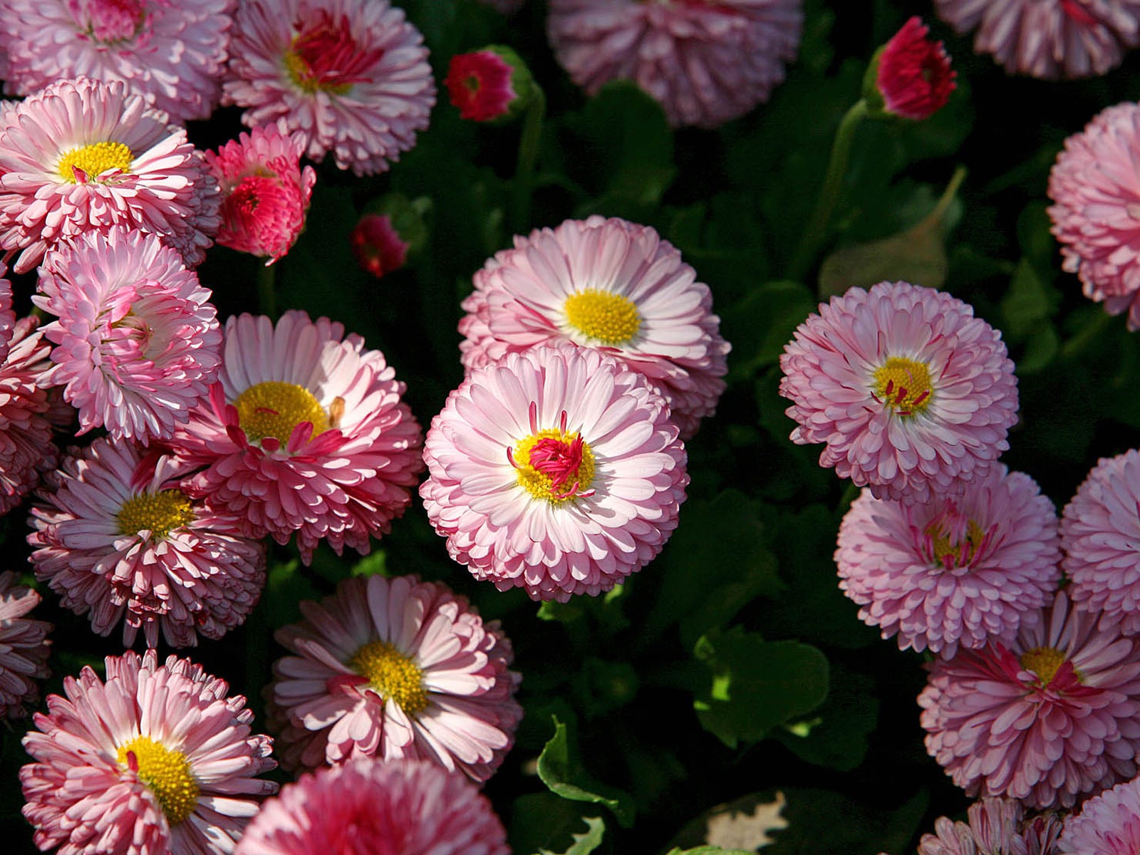 Sedmikrásky květiny close-up tapety HD #16 - 1600x1200