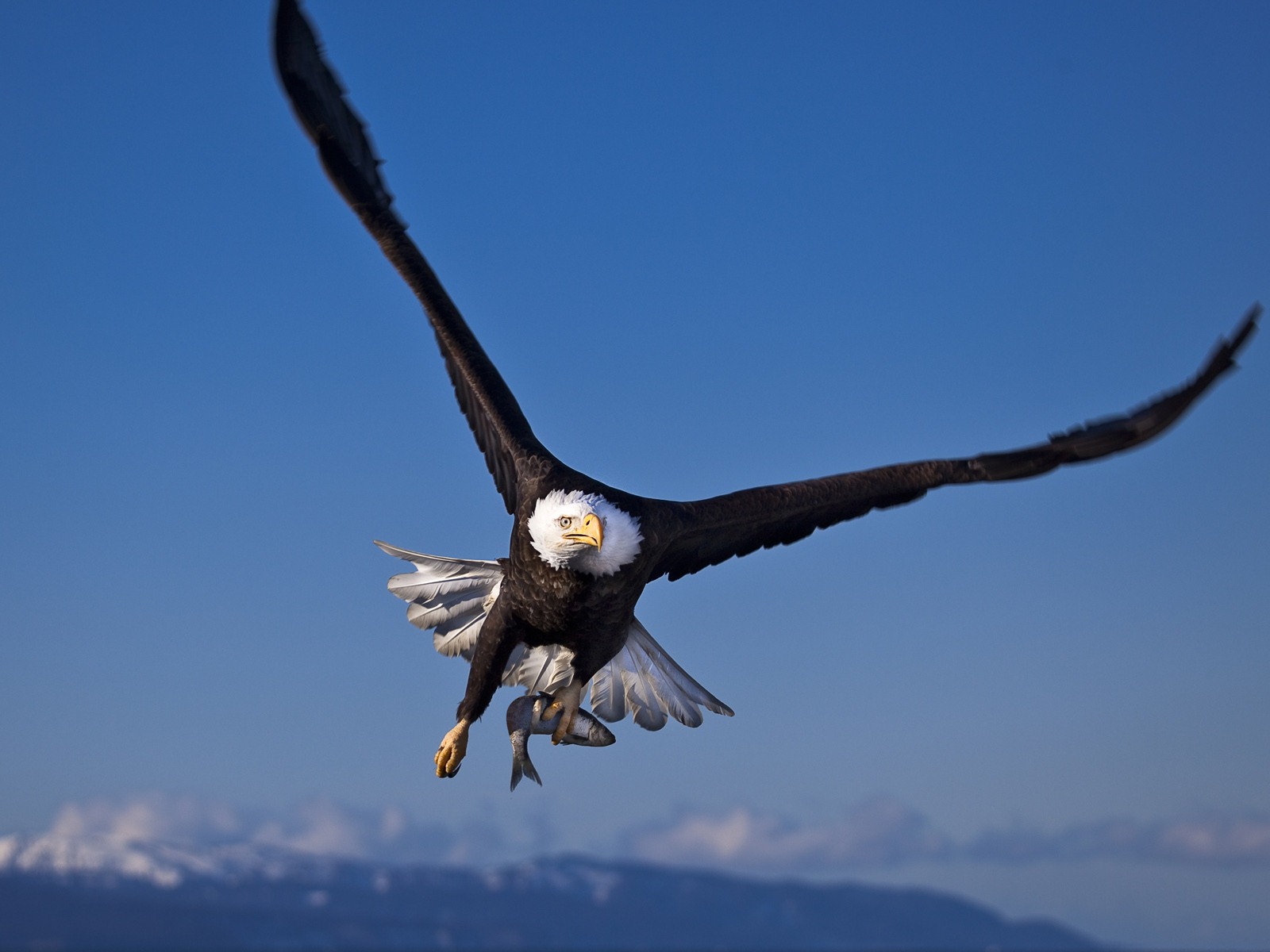 Windows 7 Wallpapers: Predatory Birds #2 - 1600x1200