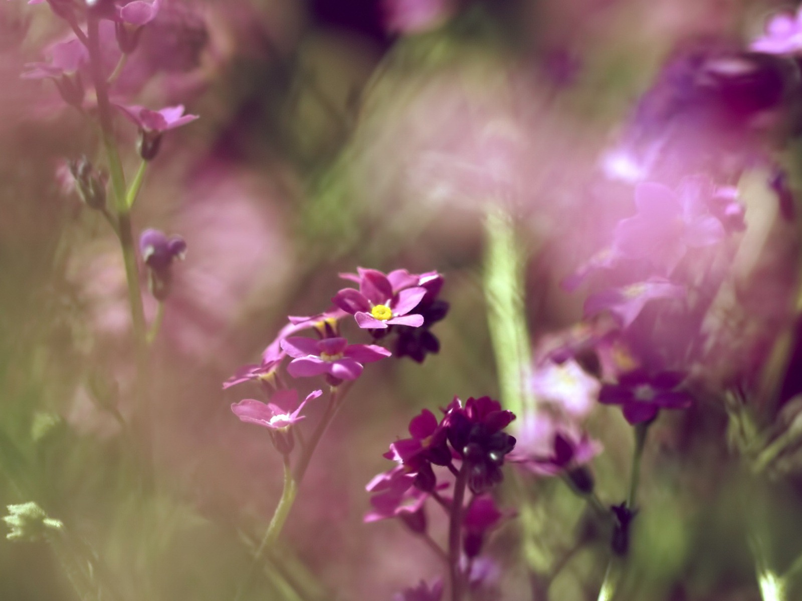 Malé a krásné forget-me-květiny HD tapetu #3 - 1600x1200