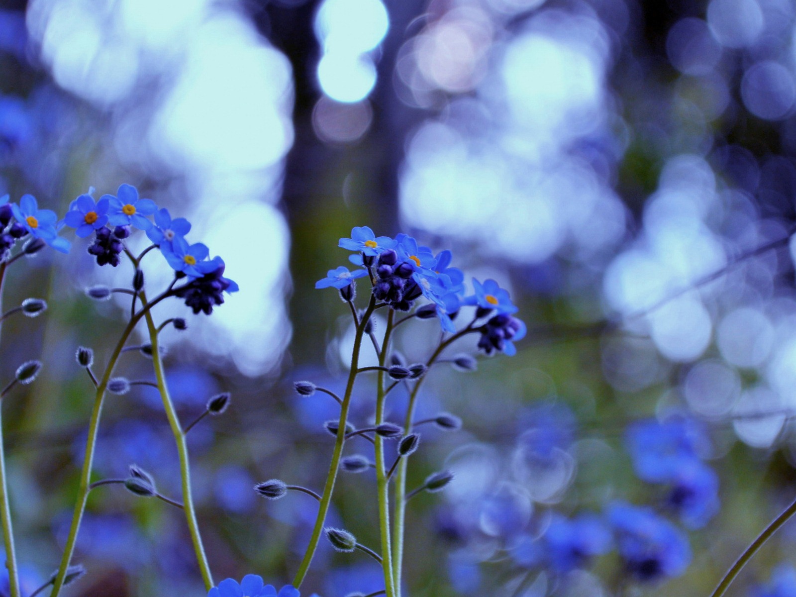 Malé a krásné forget-me-květiny HD tapetu #4 - 1600x1200