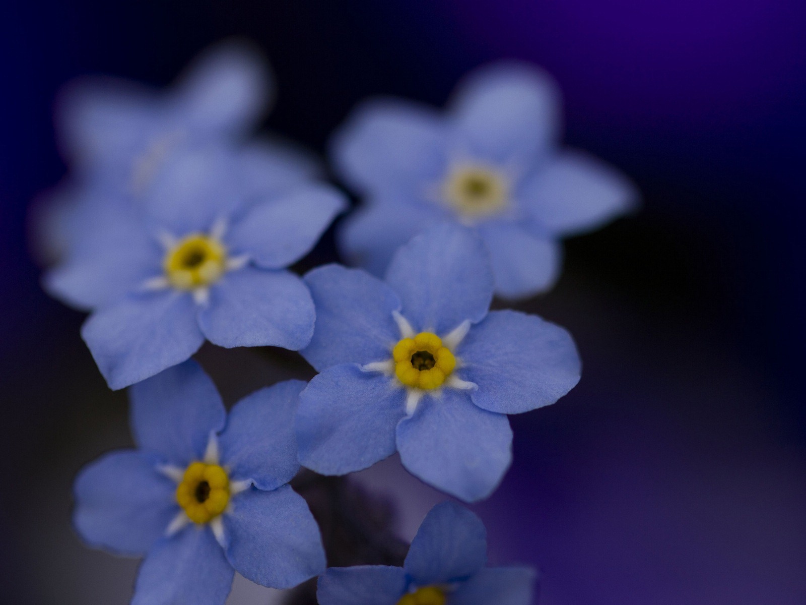 Malé a krásné forget-me-květiny HD tapetu #14 - 1600x1200