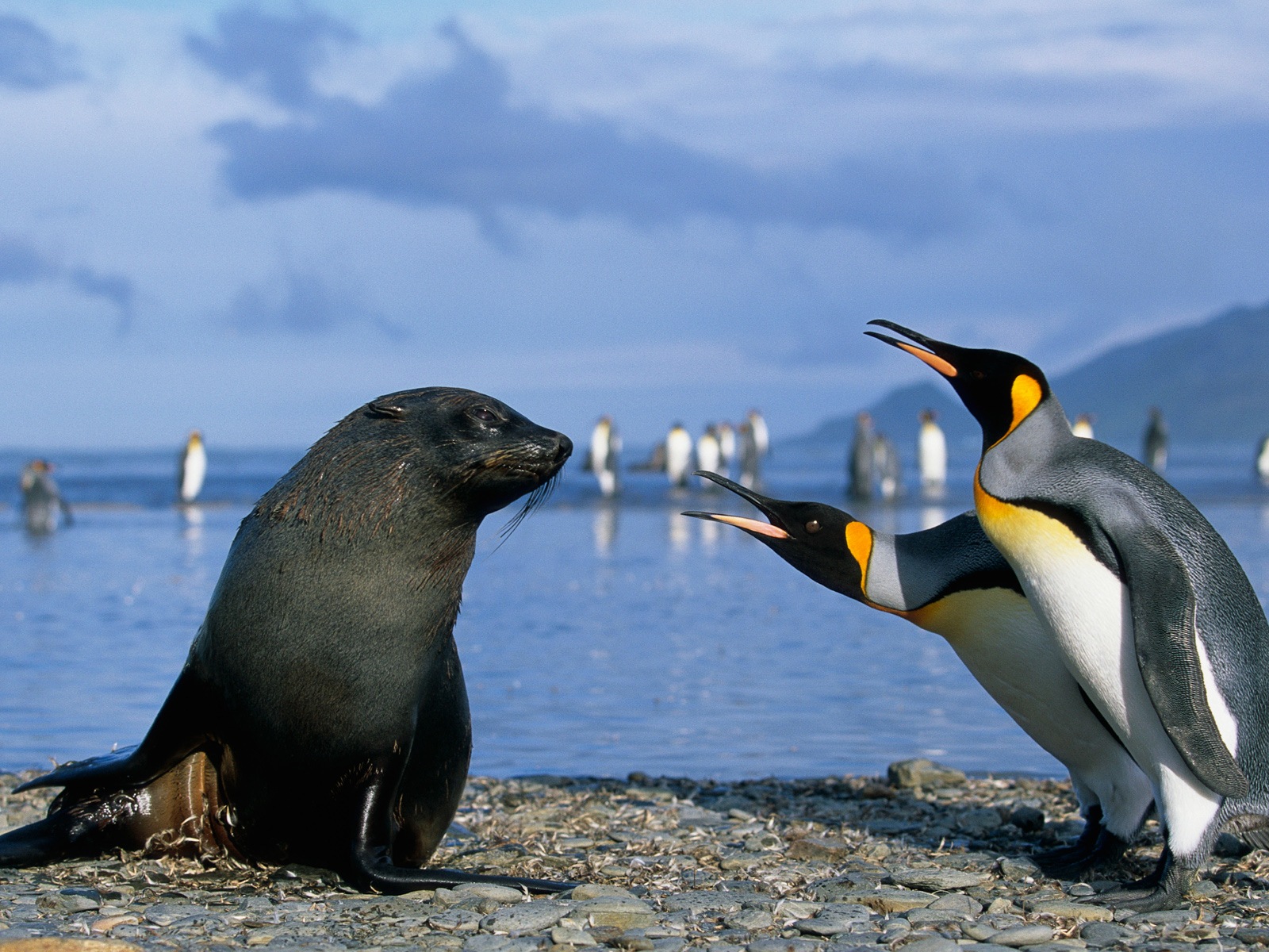 Windows 8 na plochu: Antarctic, Snow scenérie, Antarktida tučňáci #14 - 1600x1200