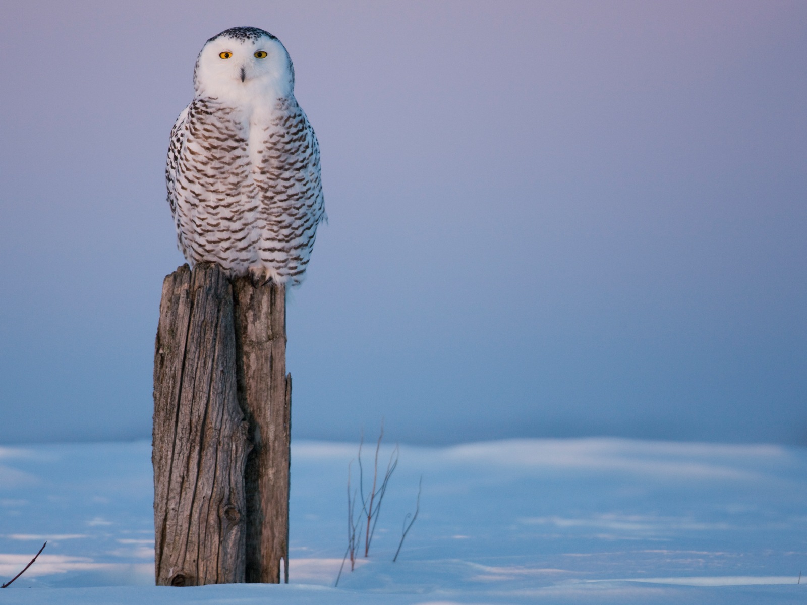 Windows 8 Wallpapers: Arctic, the nature ecological landscape, arctic animals #2 - 1600x1200