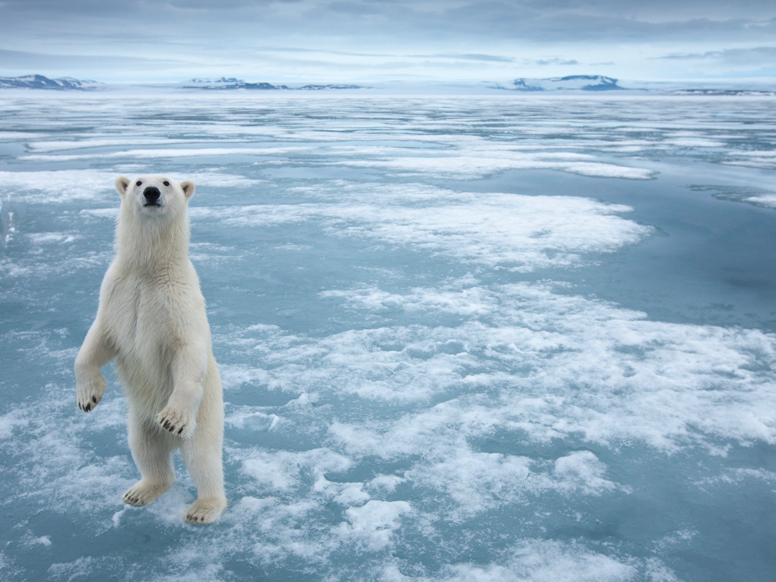 Windows 8 壁纸：北极圈，自然生态风景，北极动物6 - 1600x1200