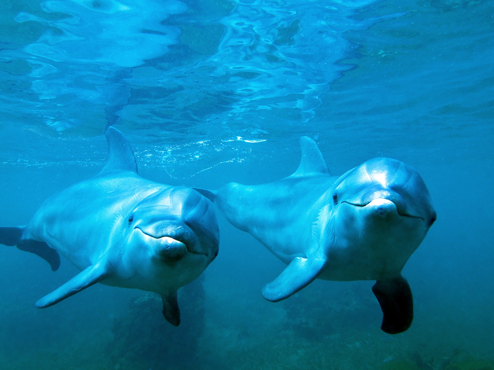 Windows 8 theme wallpaper: elegant dolphins #2 - 1600x1200