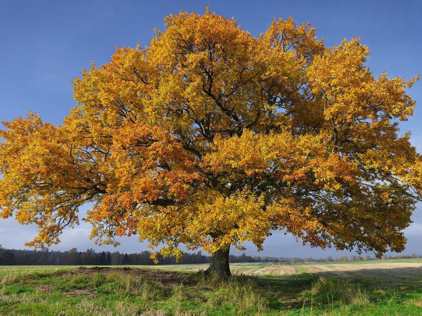 Švédsko sezón přírodní krásy HD tapety na plochu #6 - 1600x1200