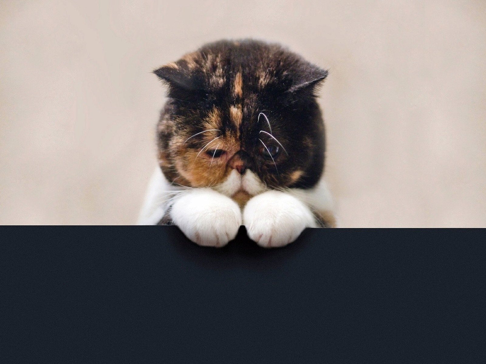 Zábavné vtipné kočka tapety #13 - 1600x1200