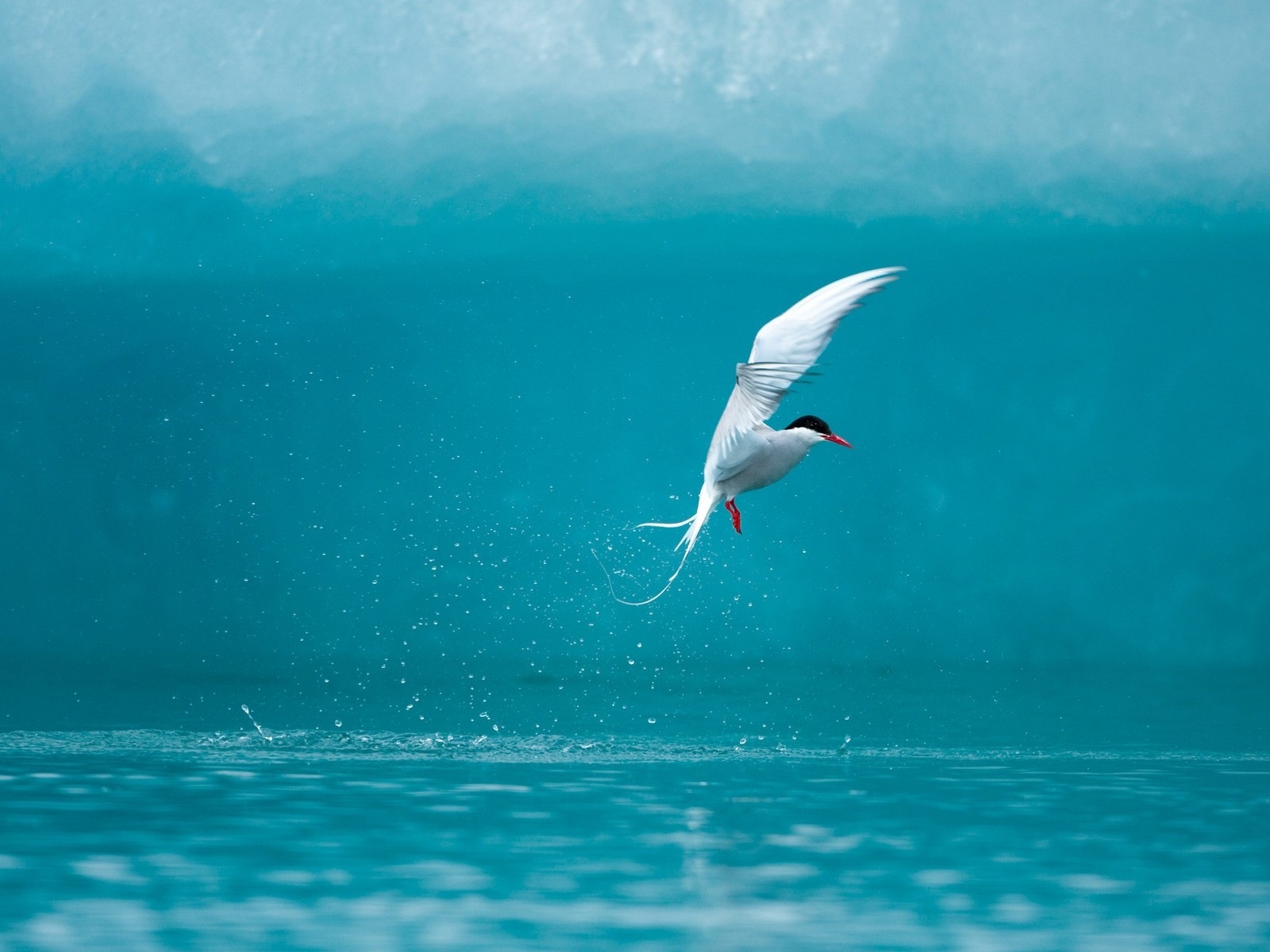 海上的鸟 海鸥高清壁纸5 - 1600x1200