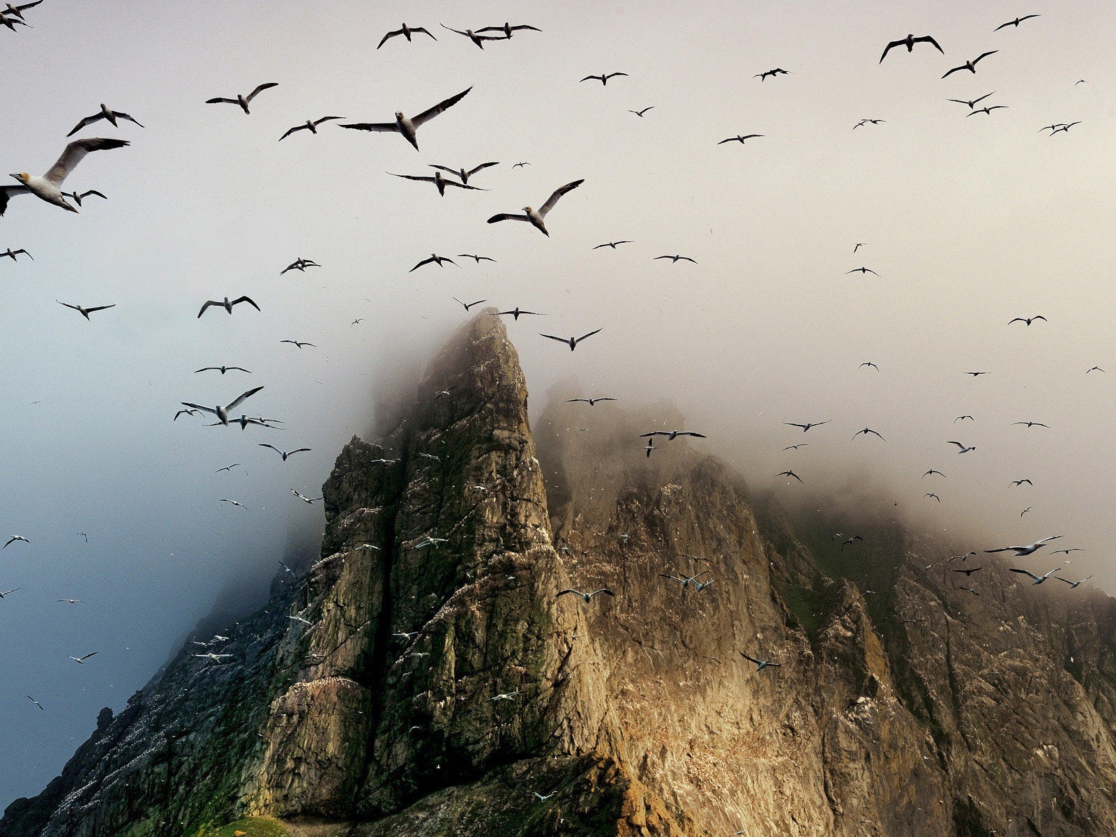 海上的鳥 海鷗高清壁紙 #12 - 1600x1200
