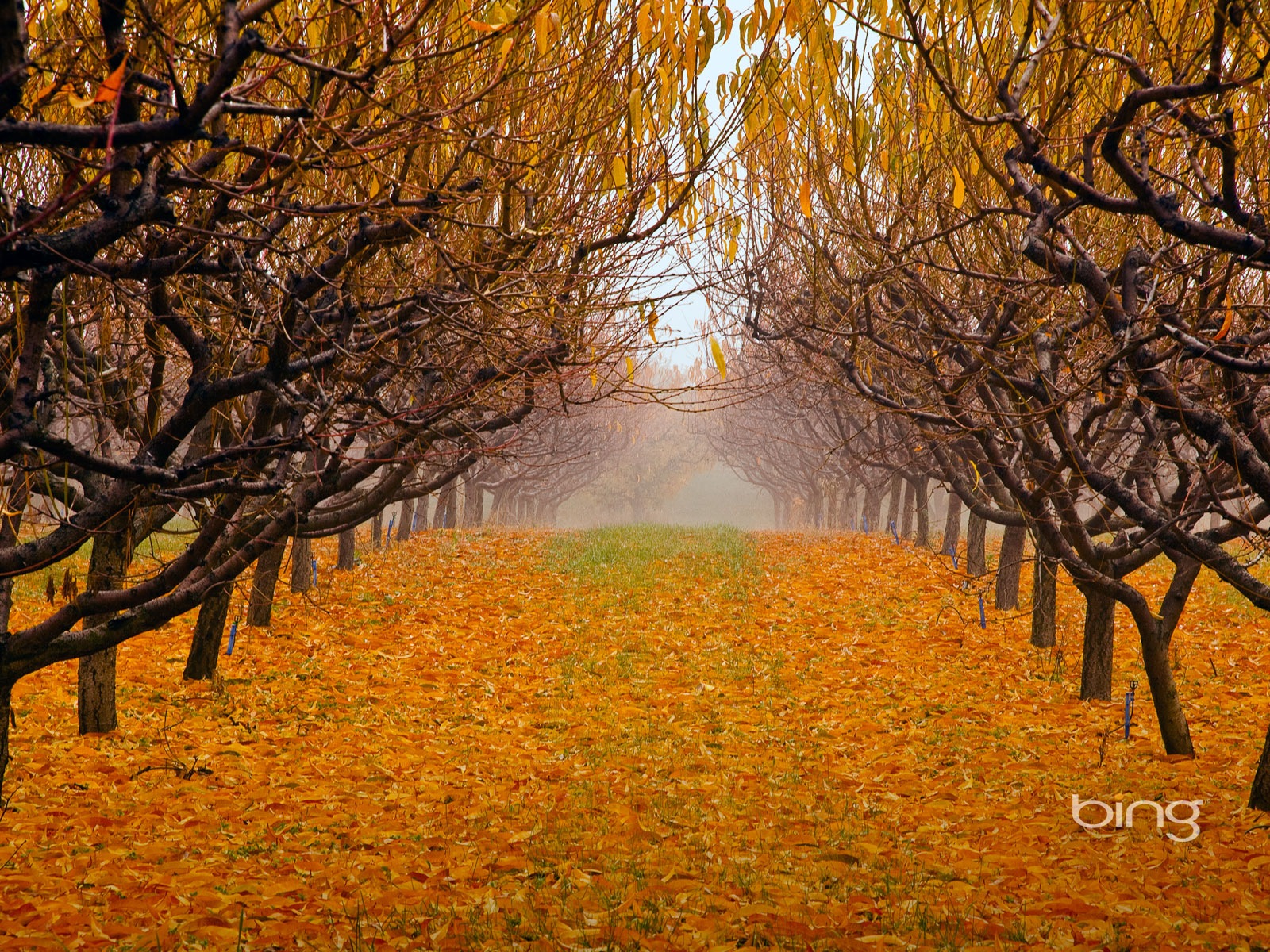 2013 Bing Herbst Landschaften, Tiere, urban HD Wallpaper #28 - 1600x1200