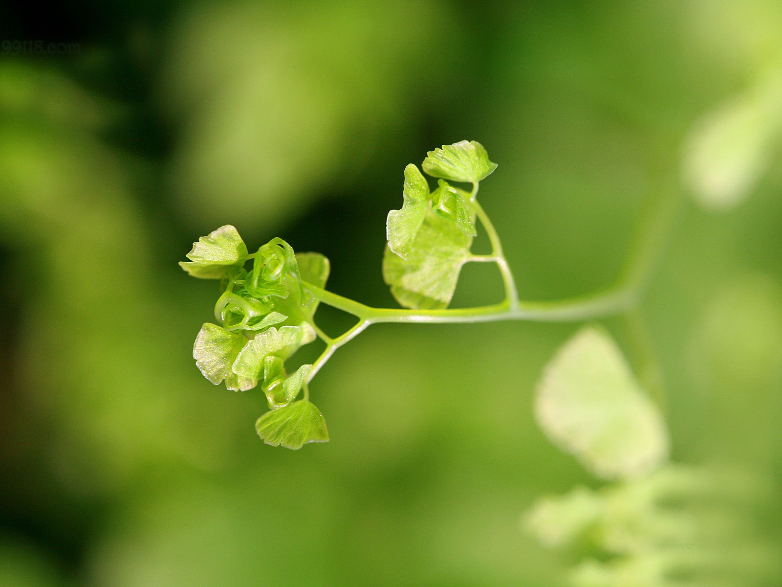 铁线蕨 绿色植物 高清壁纸20 - 1600x1200