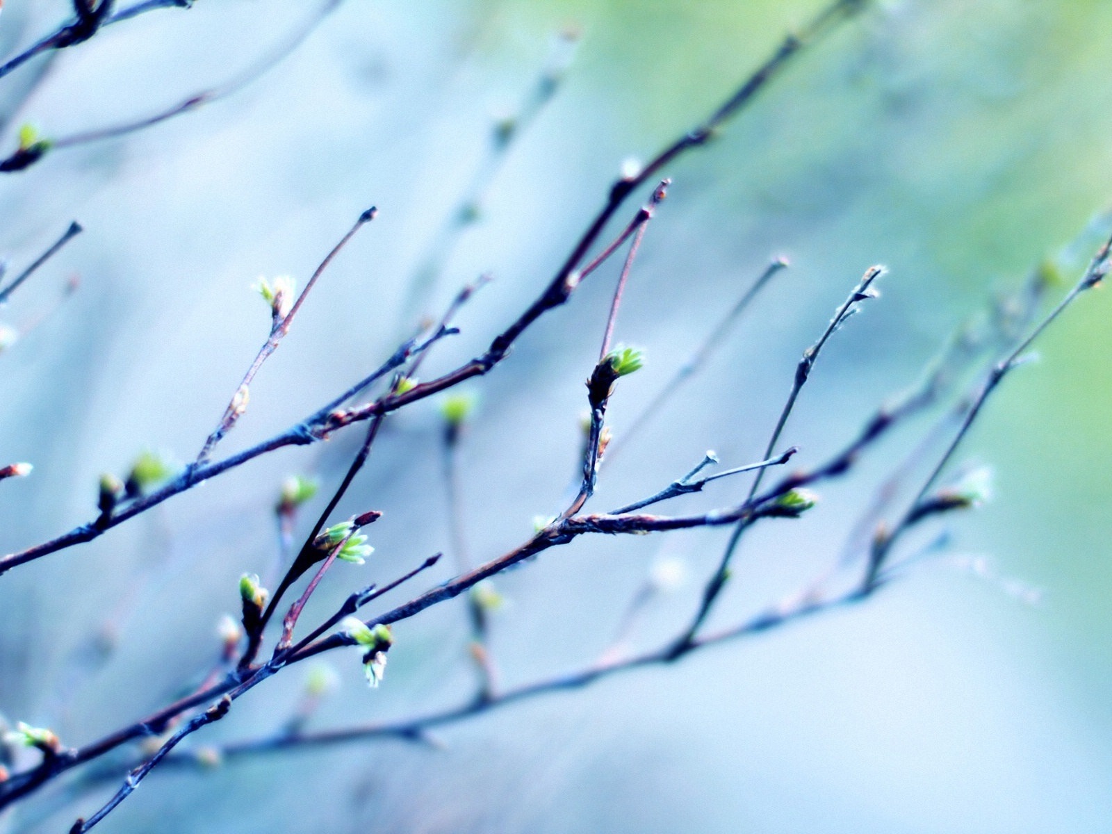 Frühjahr Knospen an den Bäumen HD Wallpaper #1 - 1600x1200