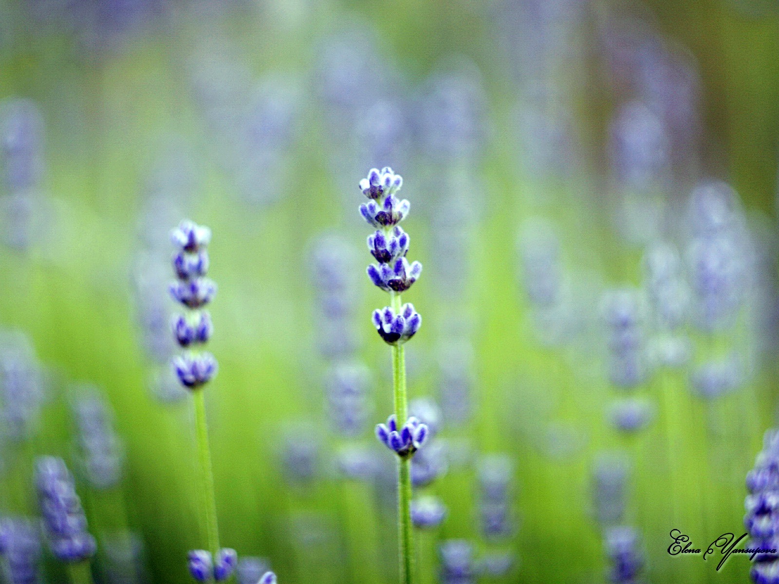 Windows 8 Theme HD Wallpapers: Schöne Blumen #6 - 1600x1200