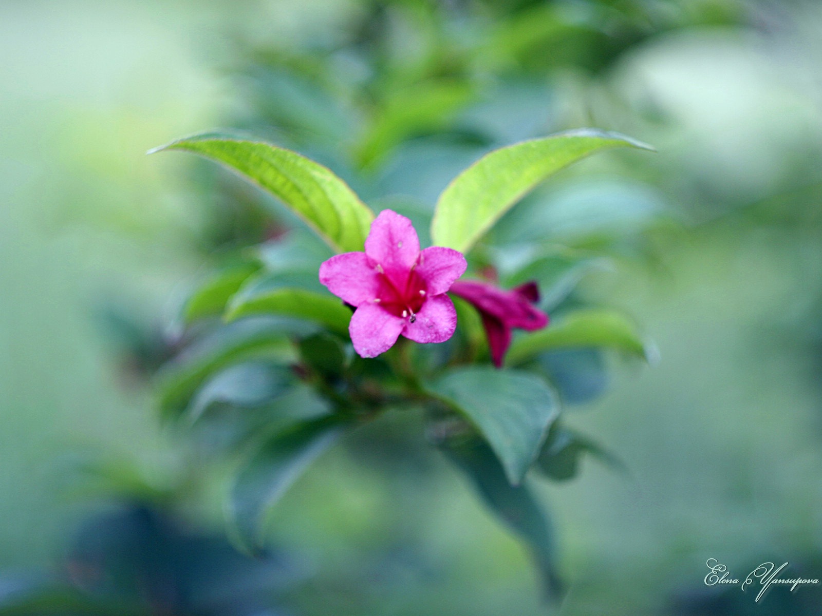 윈도우 8 테마 배경 화면의 HD : 아름다운 꽃 #12 - 1600x1200