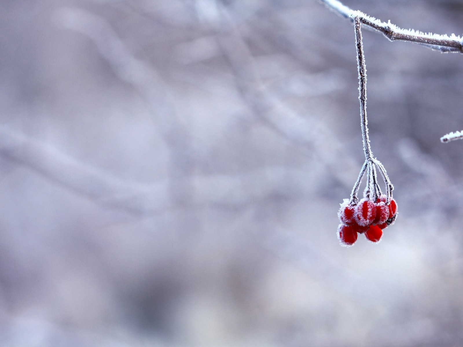 겨울 딸기, 서리 눈의 HD 배경 화면 #10 - 1600x1200