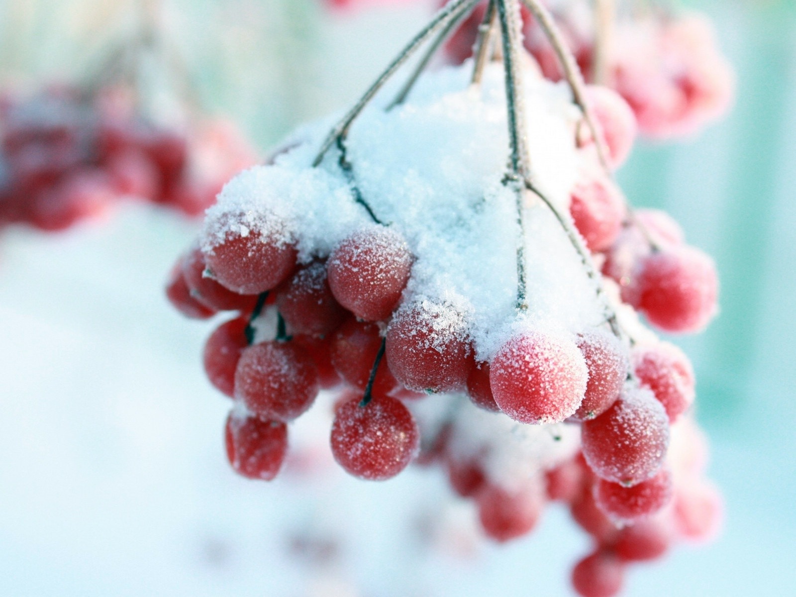 Зимние ягоды, HD обои мороз снег #13 - 1600x1200