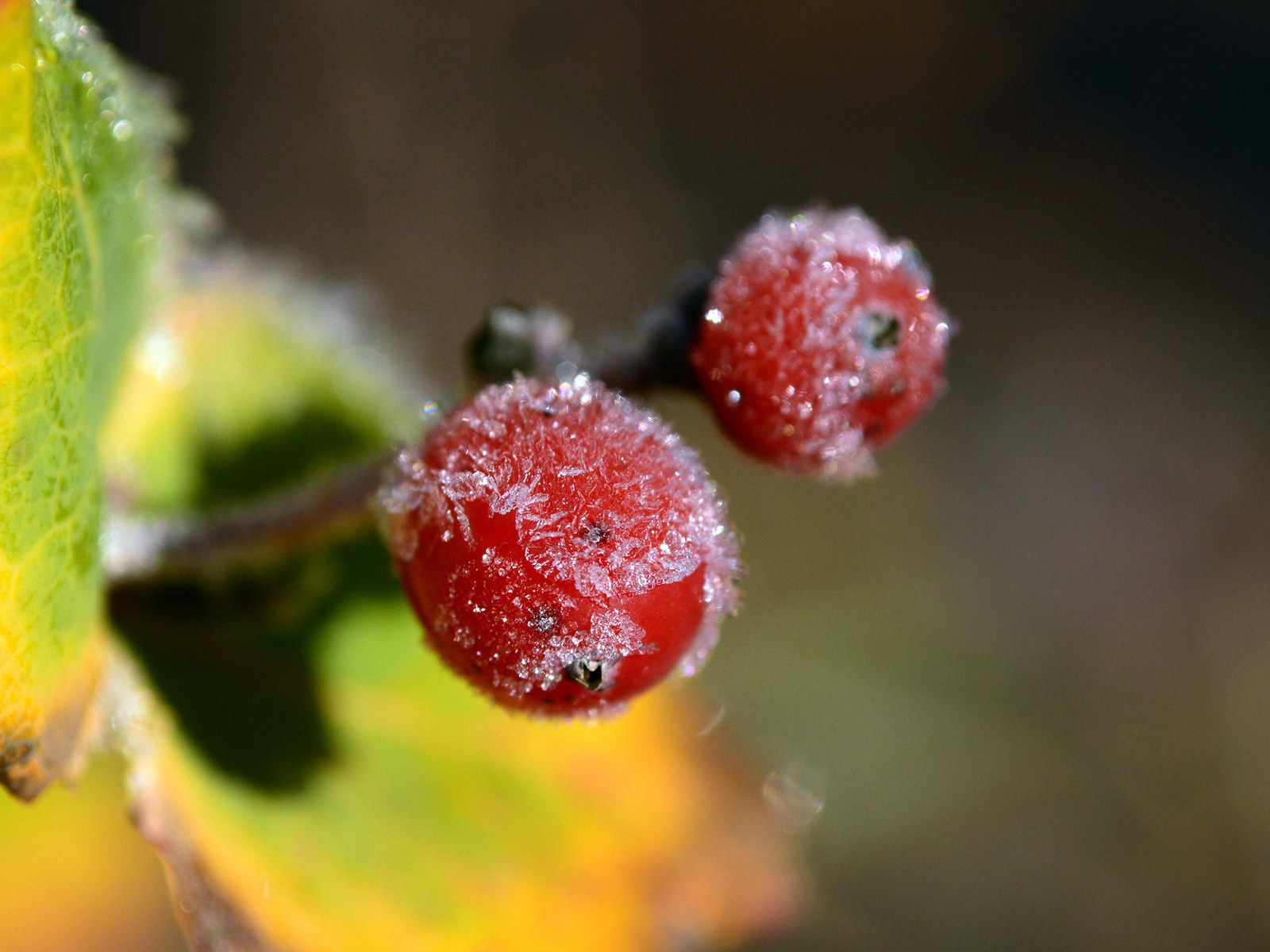 겨울 딸기, 서리 눈의 HD 배경 화면 #15 - 1600x1200