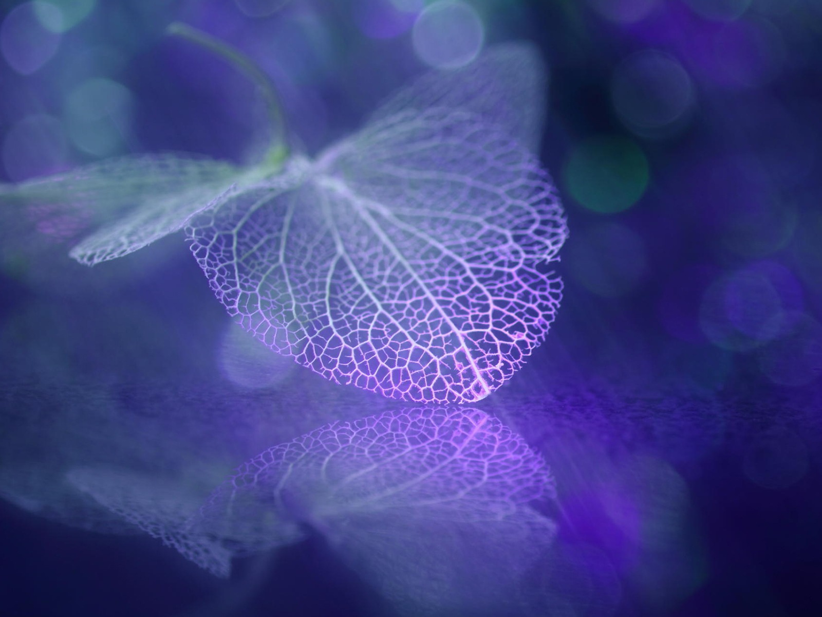 Leaf vein HD photography wallpaper #4 - 1600x1200