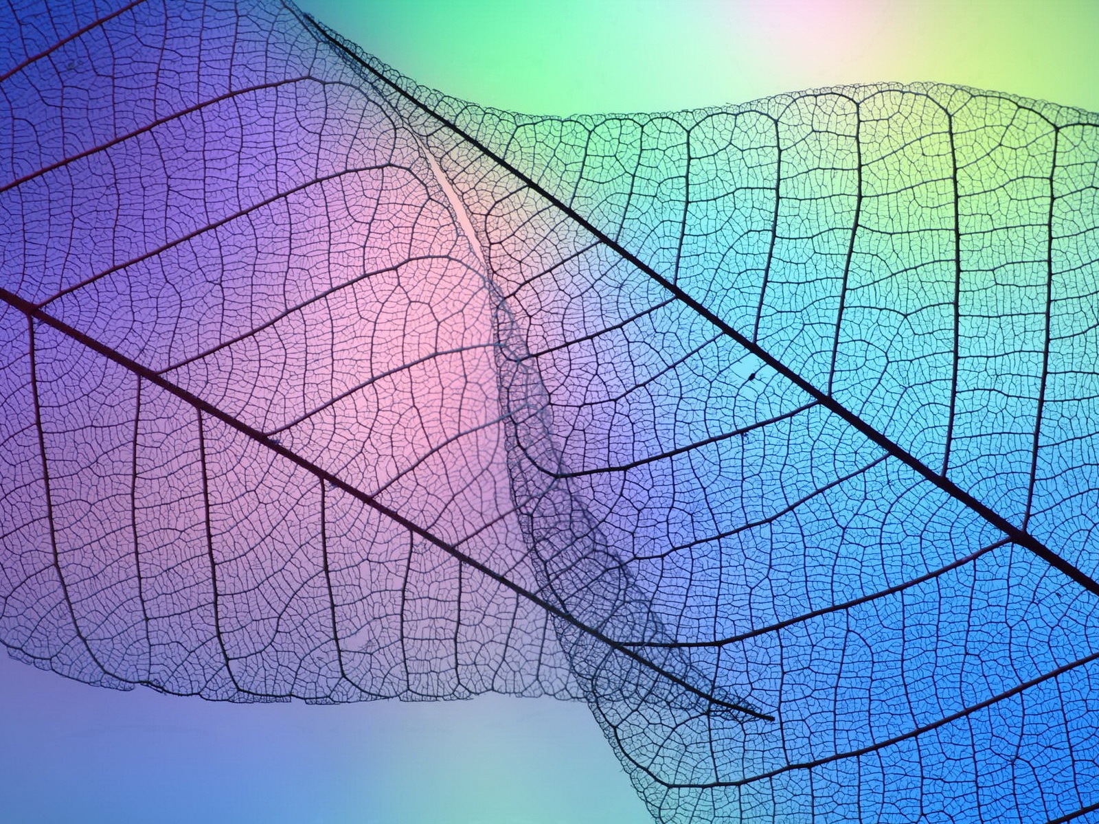 Leaf vein HD photography wallpaper #9 - 1600x1200