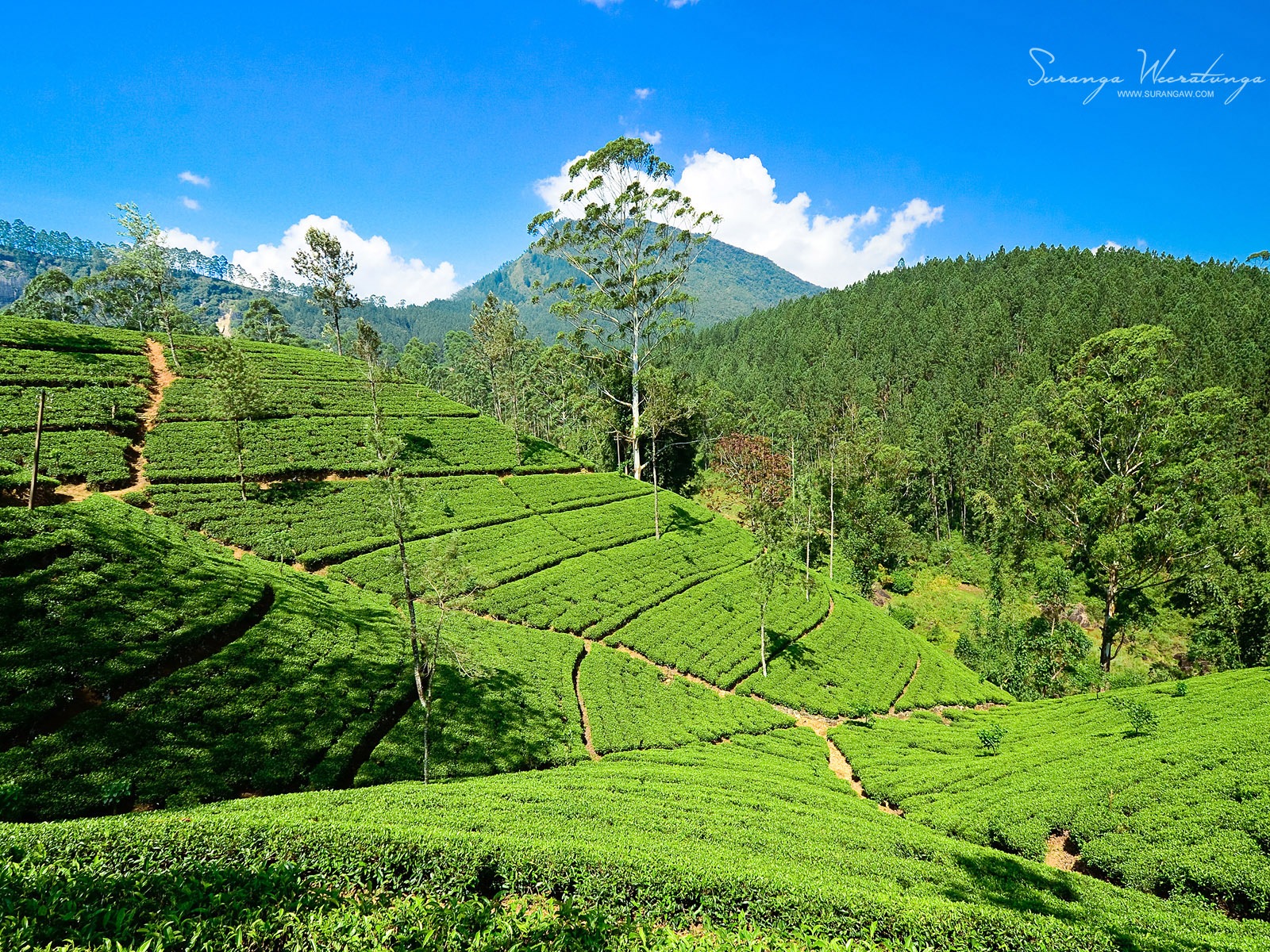 Sri Lanka style de paysage, Windows 8 fonds d'écran thématiques #6 - 1600x1200