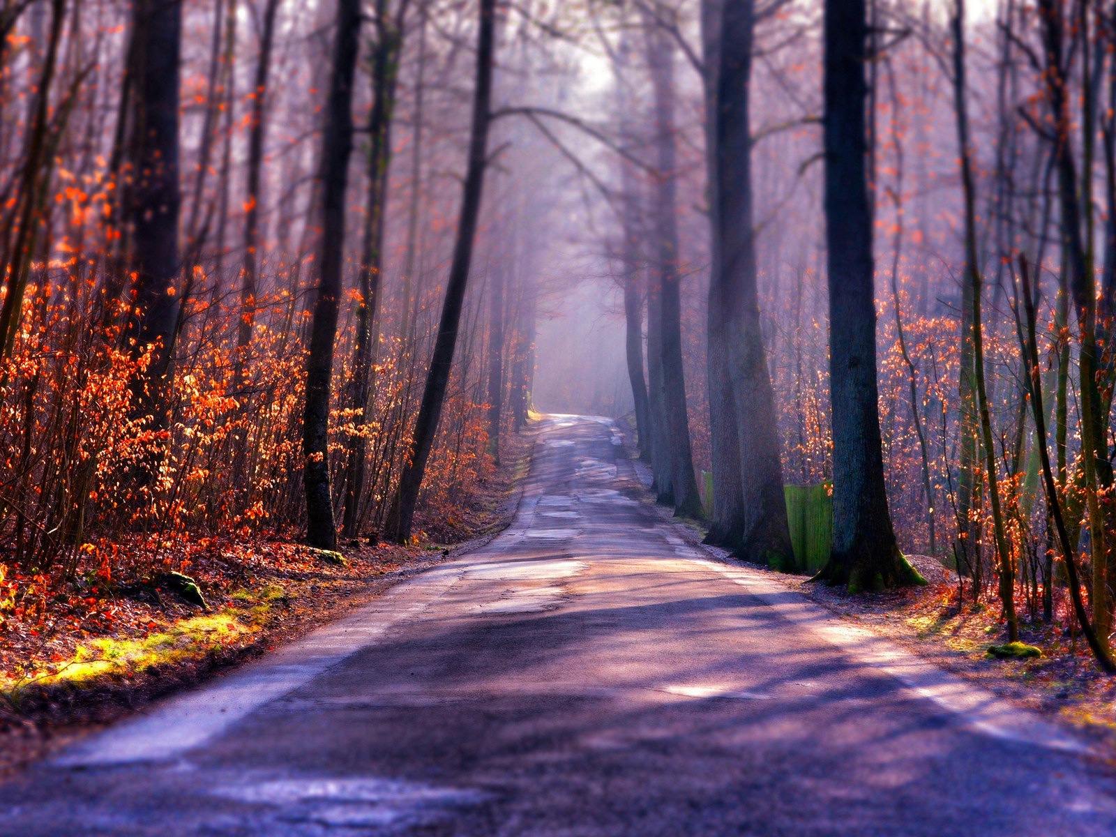 Foggy podzimní listí a stromy HD Tapety na plochu #1 - 1600x1200