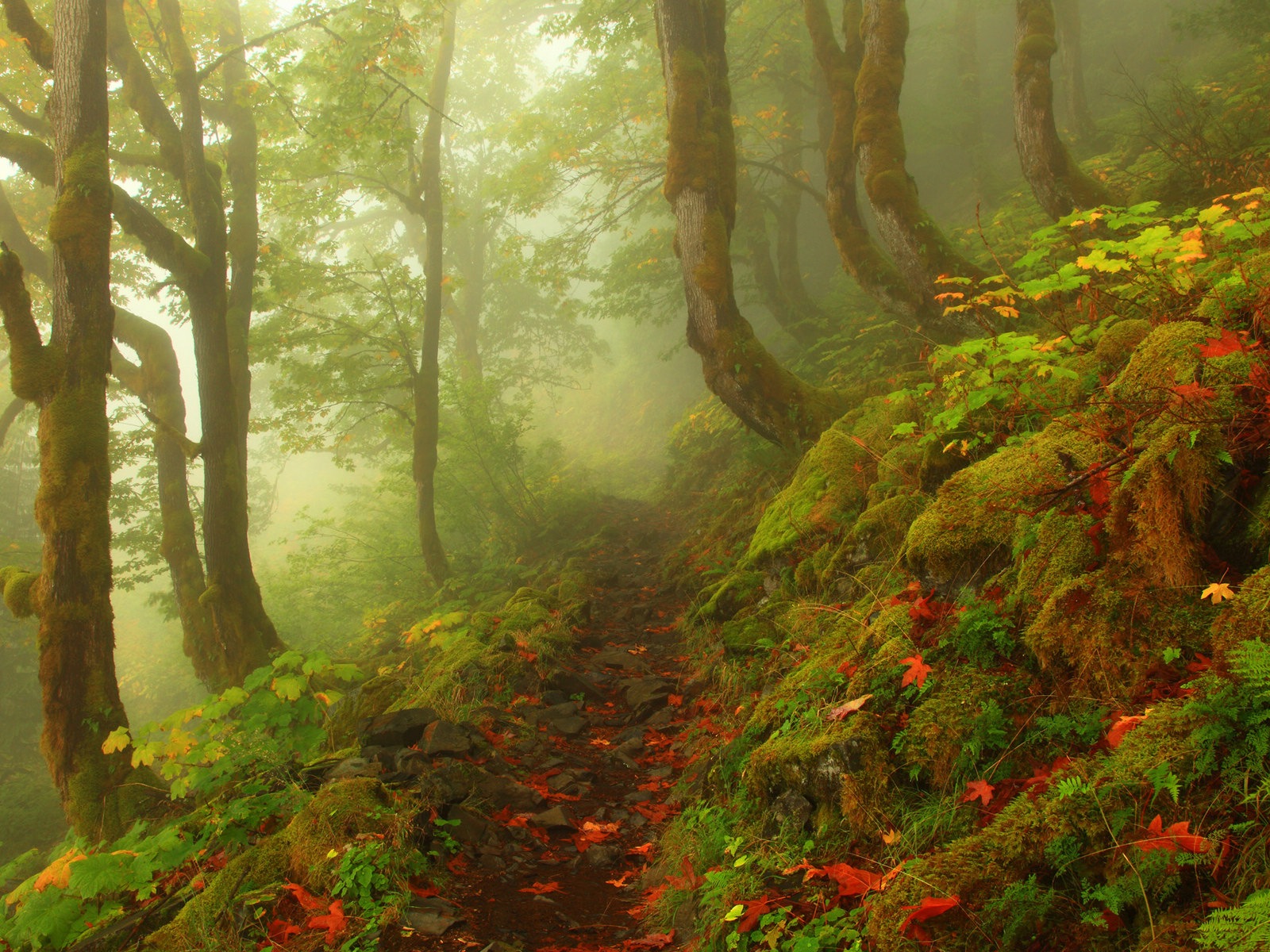 Foggy podzimní listí a stromy HD Tapety na plochu #4 - 1600x1200